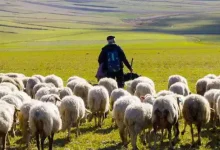 نقش چوپانها در امنیت ملی