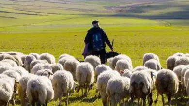 نقش چوپانها در امنیت ملی