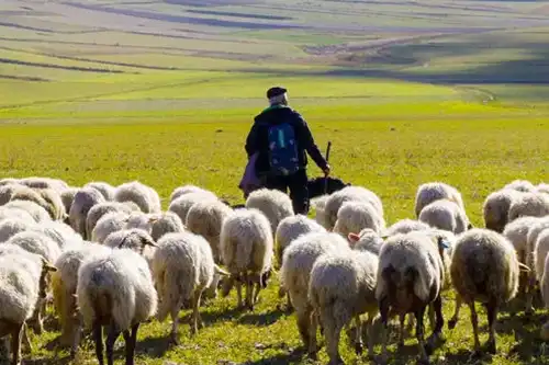 نقش چوپانها در امنیت ملی